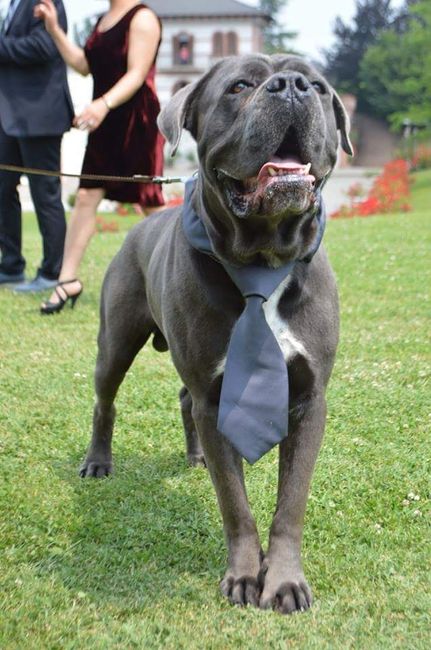 Cagnolino che porta le fedi - 4