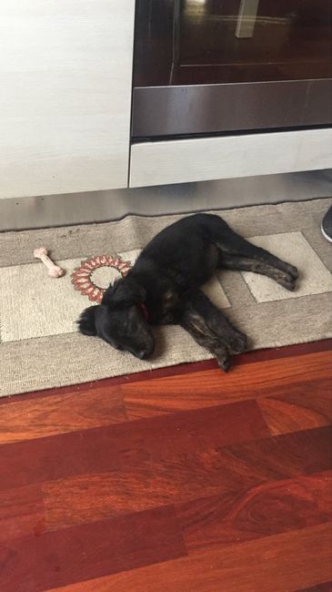 Siamo chico e cuba - 1