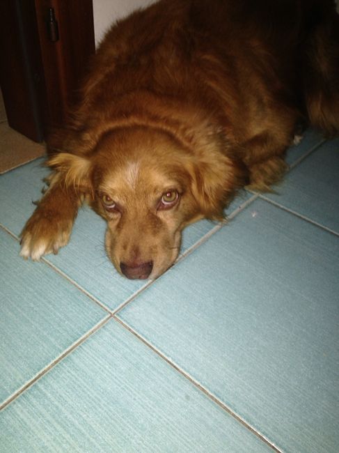 Il mio primo fai da te! - 1