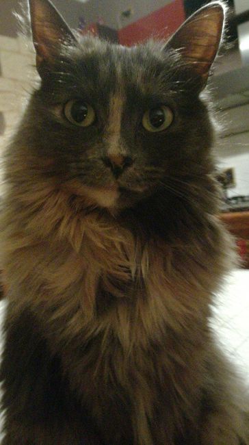 Convivenze pelose!🐶🐱🐹🐰 - 1