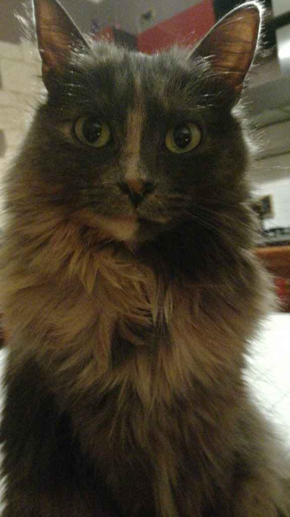 Convivenze pelose!🐶🐱🐹🐰 - 1