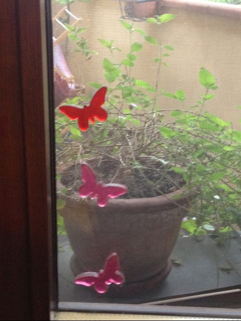 Farfalle alla finestra