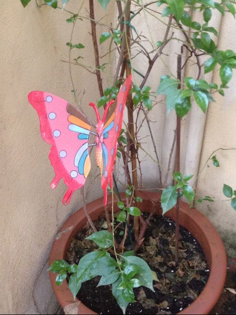 Farfalla in terrazzo