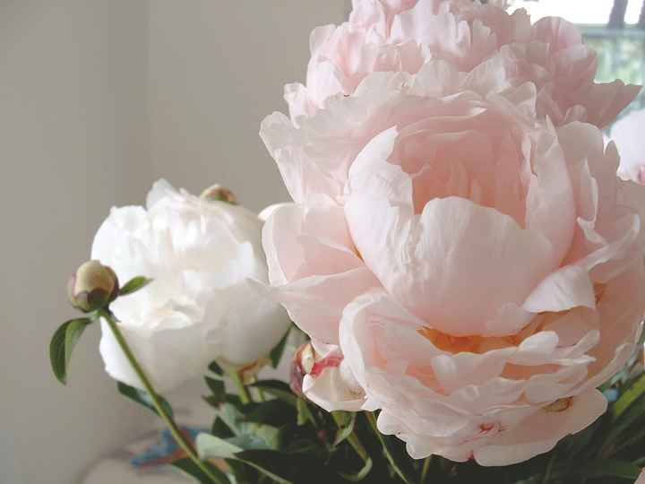 peonie