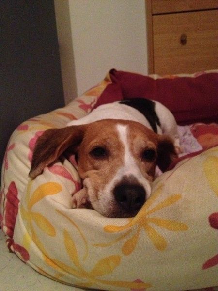 Amici a 4 zampe... in casa si o no? - 2