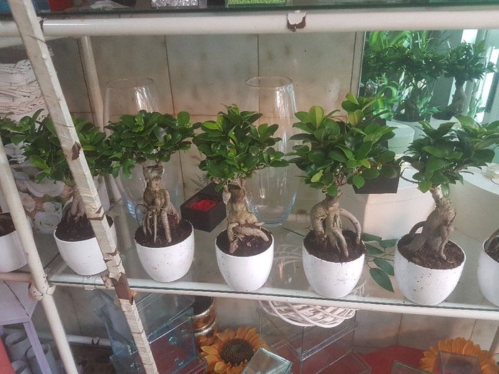 Confezioni per bonsai 3