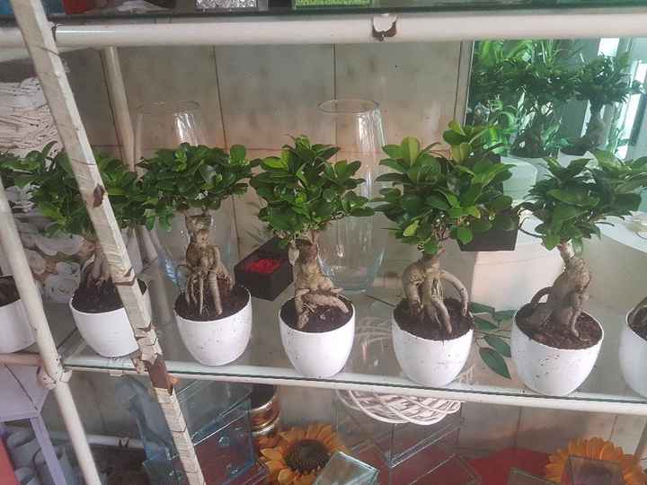 Confezioni per bonsai - 1