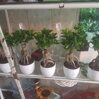 Confezioni per bonsai - 1