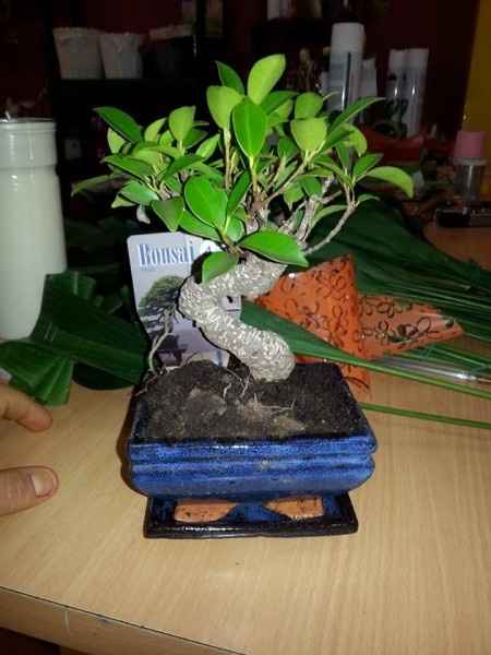 bombonsai