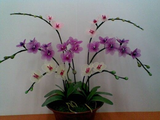 orchidee