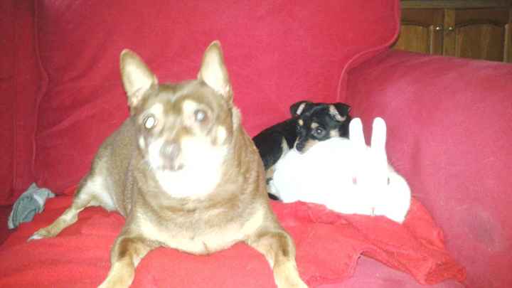 I nostri cuccioli!!! - 1