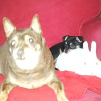I nostri cuccioli!!! - 1