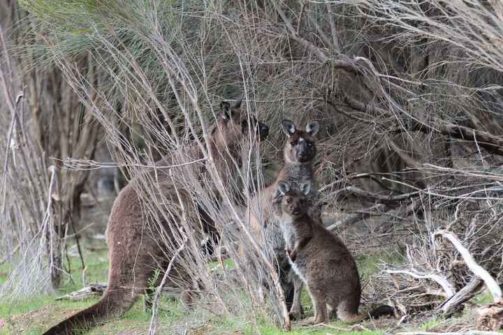 KANGAROO ISLAND!