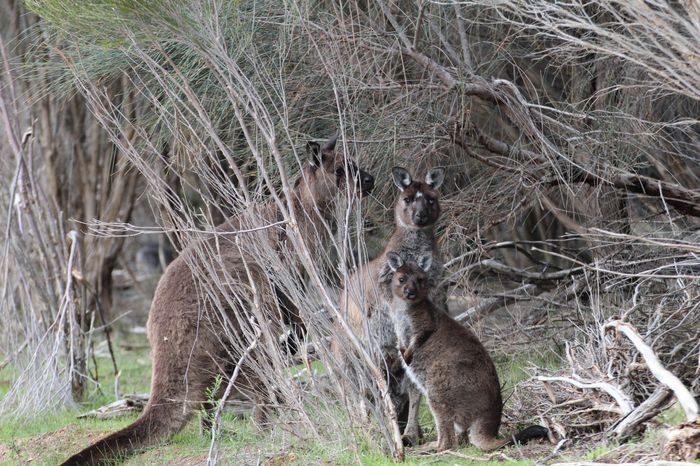 KANGAROO ISLAND!