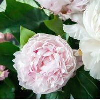 Sposi che celebreranno le nozze il 28 Maggio 2022 - Lecce - 2