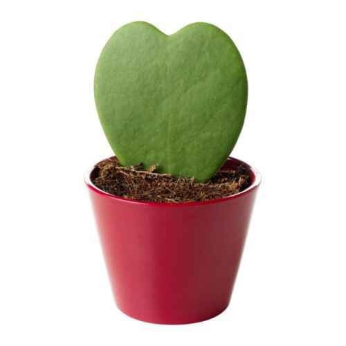 Dilemma bomboniera 😰 - 1