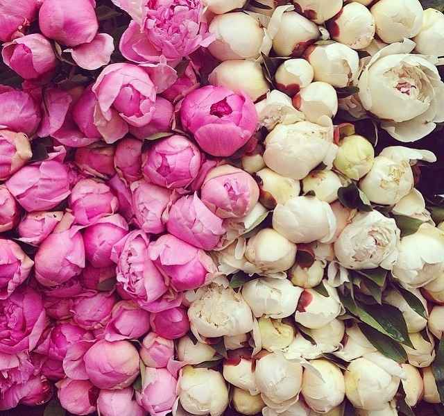 Peonie che passione!! i miei fiori :) - 1