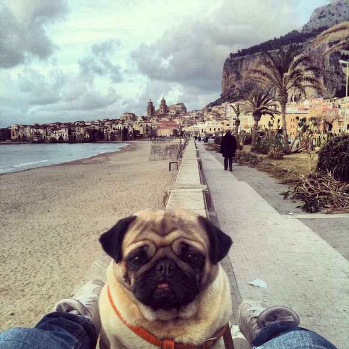 Too cute: i vostri amici animali - 1