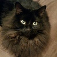 Too cute: i vostri amici animali - 1