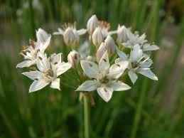 allium tyberosum