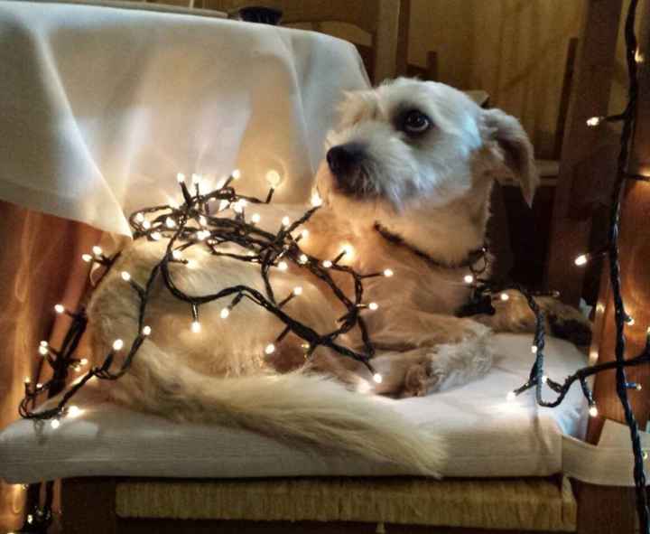 tommy xmas style