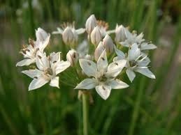 allium tyberosum
