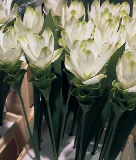 Help!!!!! Tema: Fiori!!!!!! 🌸🌸🌸 - 3