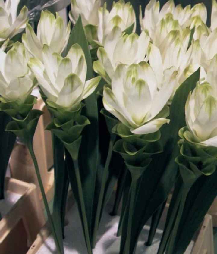 Help!!!!! Tema: Fiori!!!!!! 🌸🌸🌸 - 3