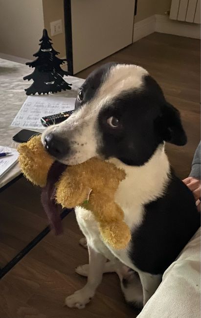 E se il tuo animale fosse il tuo testimone di nozze? - 1