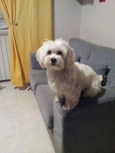 Cane al ricevimento? - 1