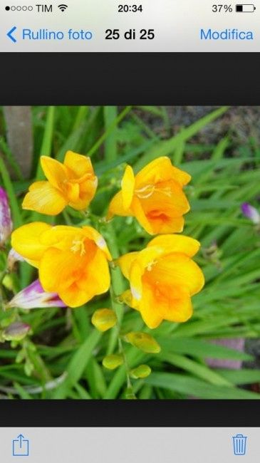 10 fiori economici - 1