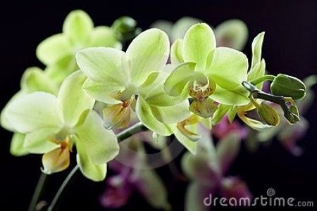 orchidee giallo verdi