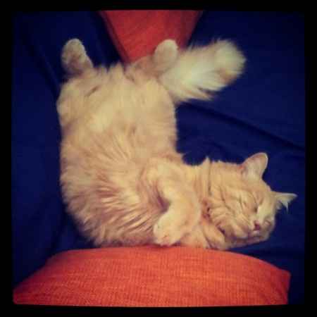 Le foto dei vostri animali - 2