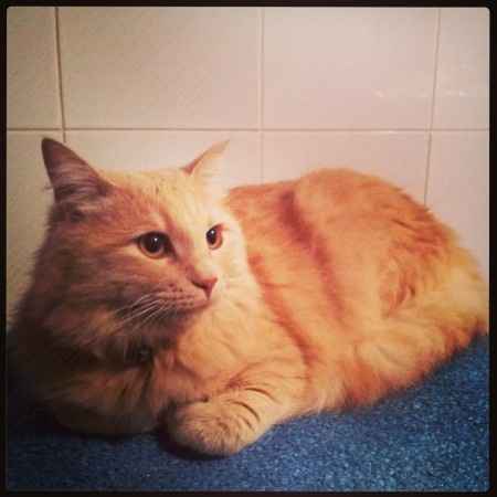 Le foto dei vostri animali - 3