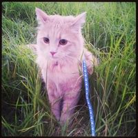Le foto dei vostri animali - 1