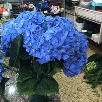 Colore matrimonio - 1