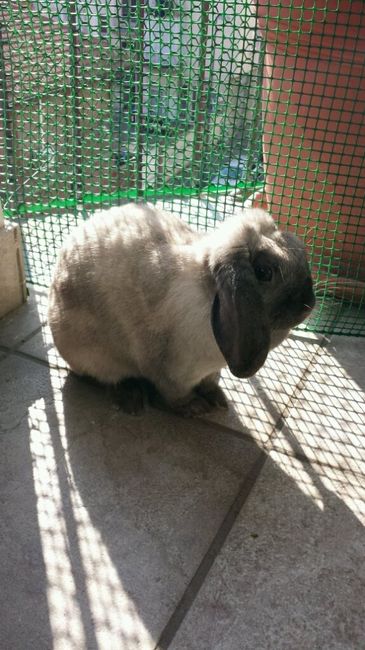 E i nostri amici a 4 zampe ??? - 1