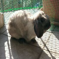 E i nostri amici a 4 zampe ??? - 1