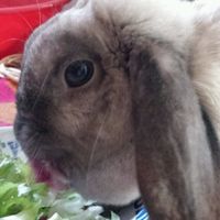 E i nostri amici a 4 zampe ??? - 2