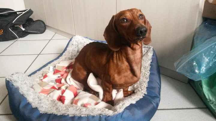 Le foto dei vostri animali - 1