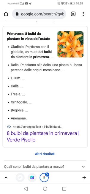 Bomboniere bulbi tulipano 1