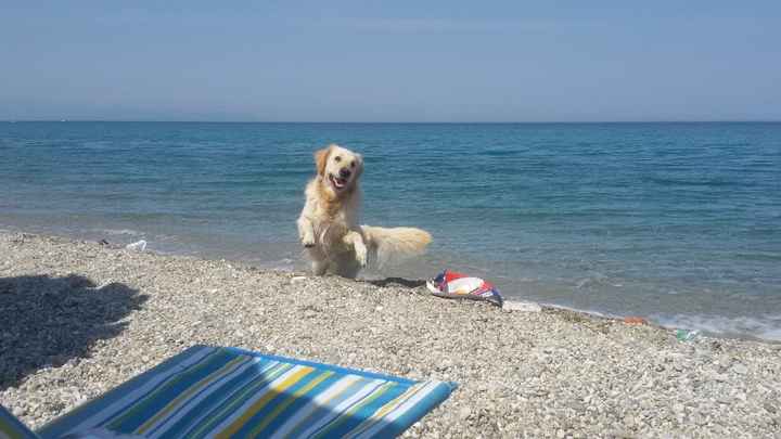 Labrador giocherellone