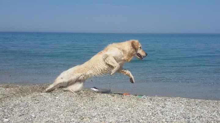 Labrador all'attacco :D