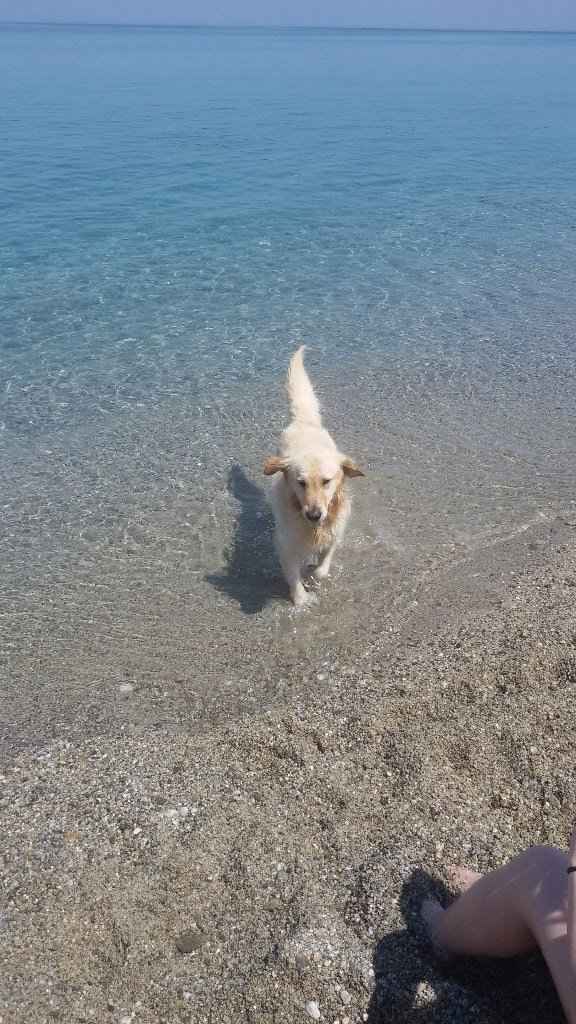 Ancora lui..amico pelosetto *-*