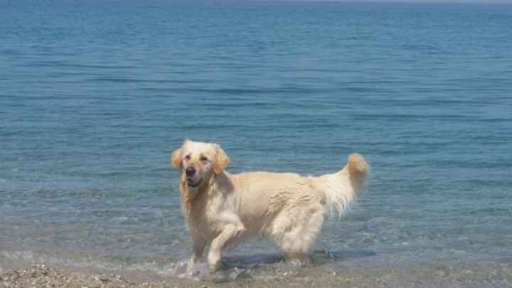 ..................................