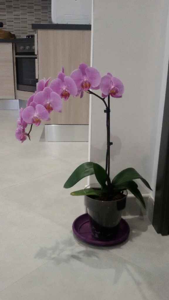 Entratina ...moderna? - 3