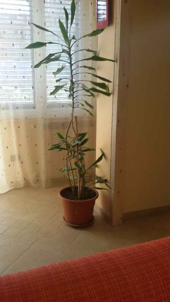 Entratina ...moderna? - 1