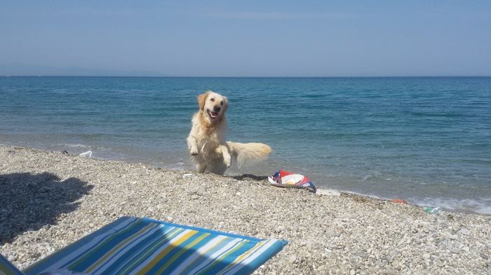 Labrador giocherellone