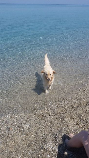 Ancora lui..amico pelosetto *-*