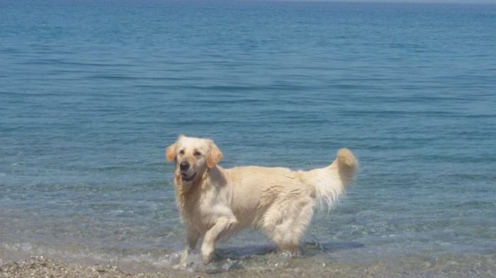 ..................................